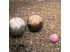 OBUT Bolí de fusta de color rosa FANNY